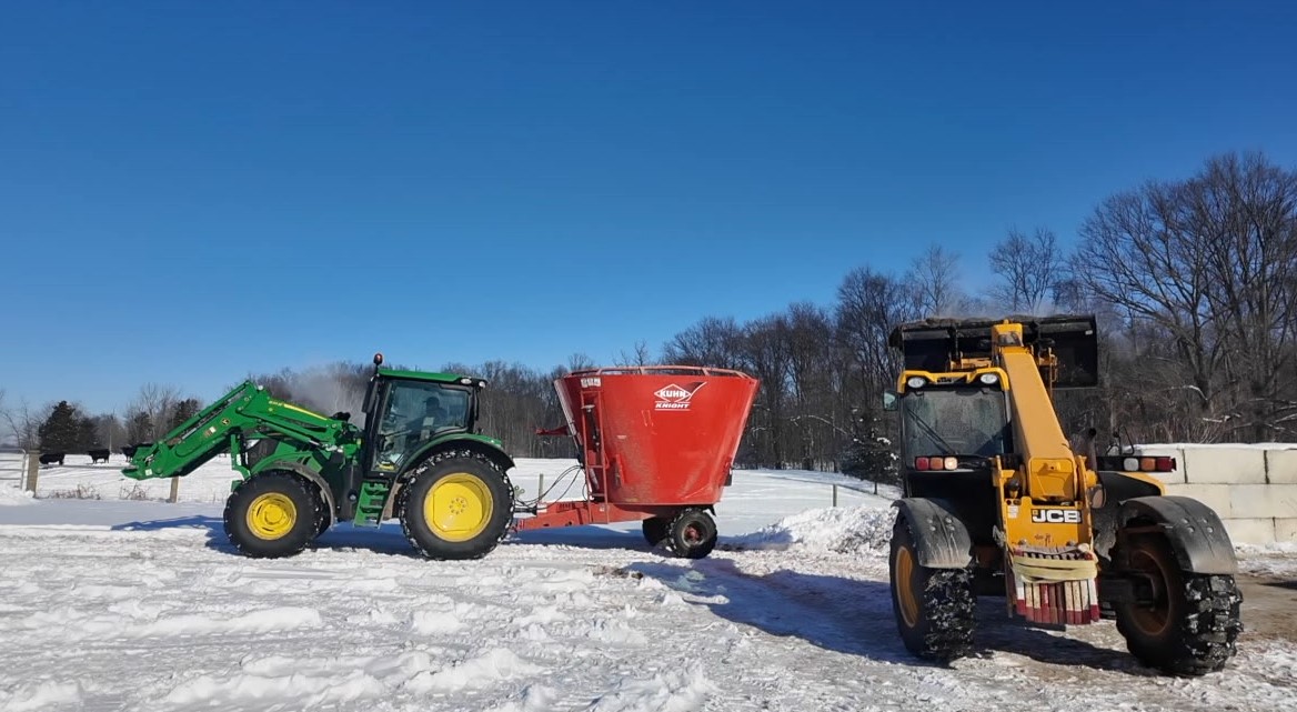 snow cattle6.jpg
