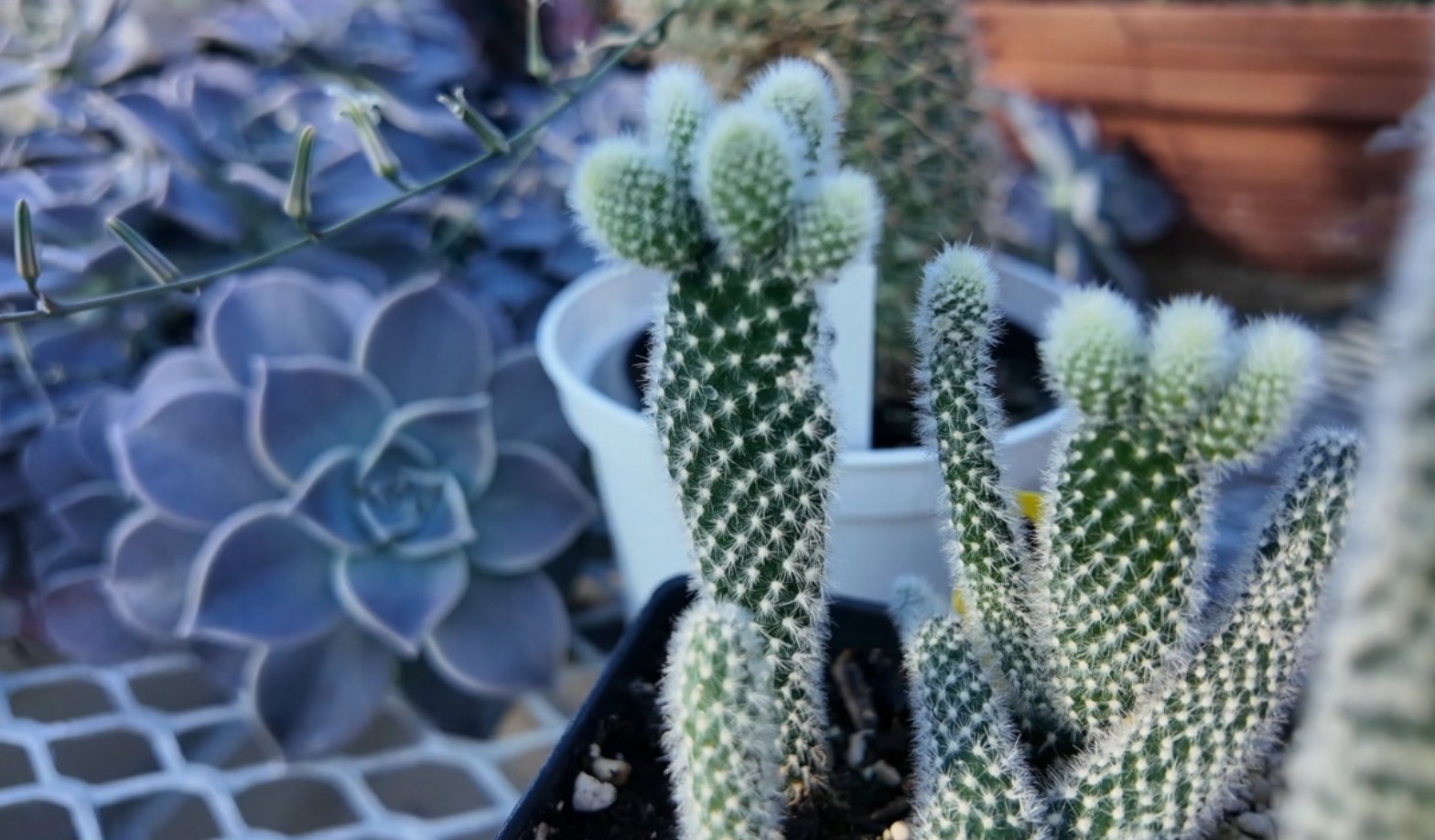 houseplant2.jpg