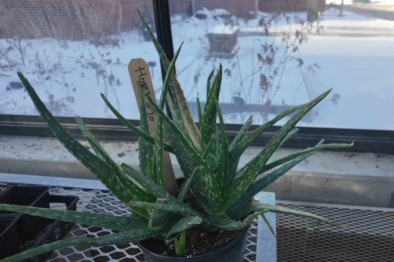 houseplant4.jpg
