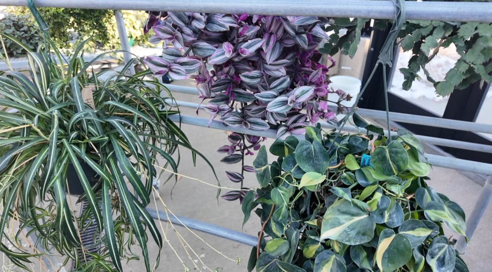 houseplant5.jpg