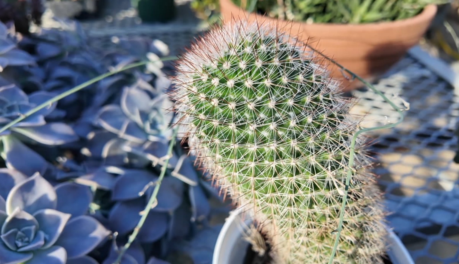 houseplant7.jpg