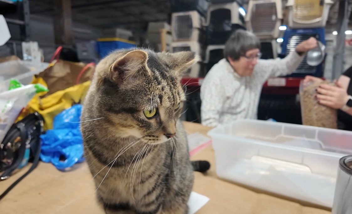 cat.jpg