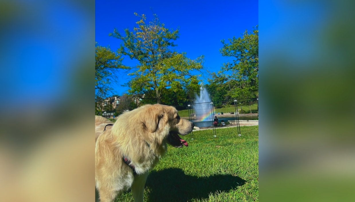 dog2.jpg
