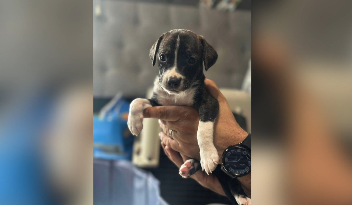 dog6.jpg