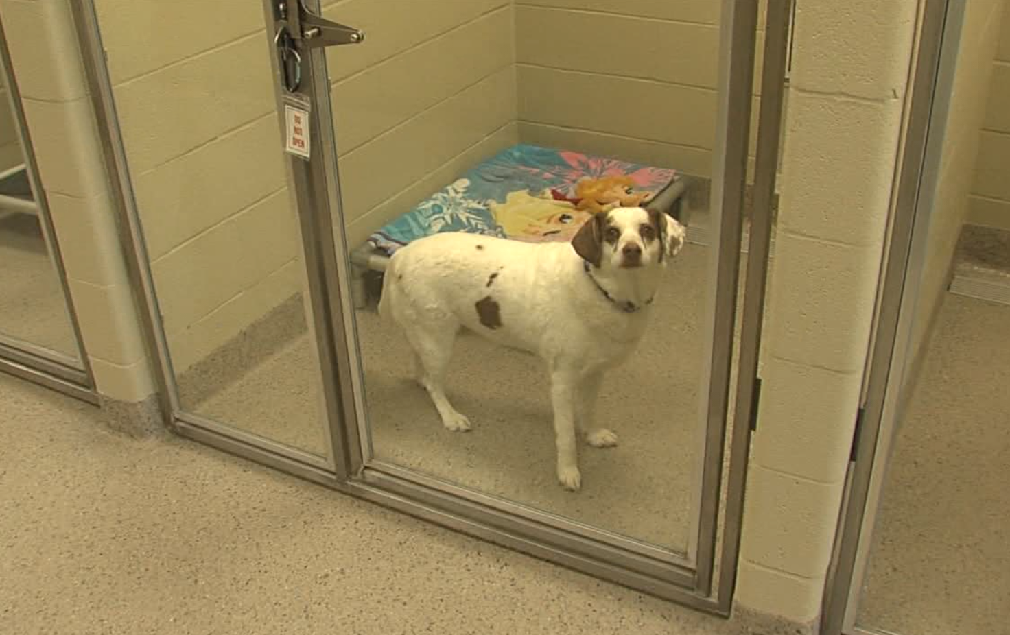 Humane Society for Hamilton County