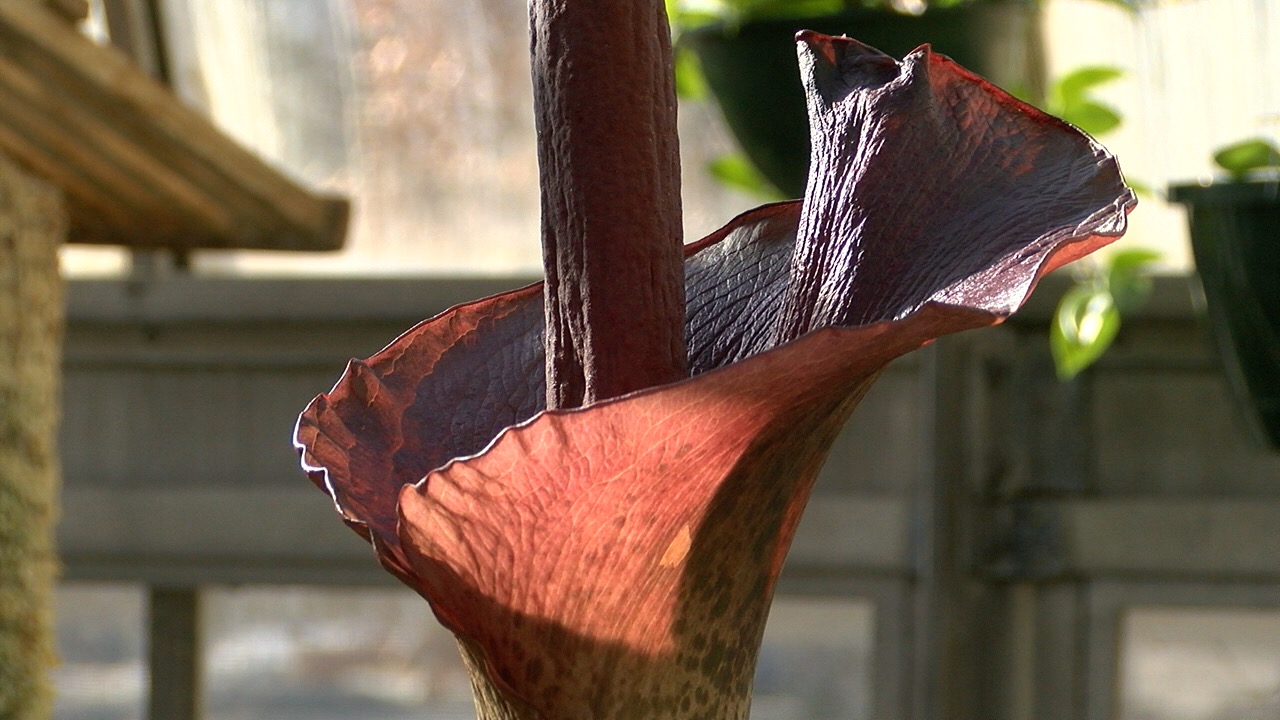 devils tongue 2.jpg