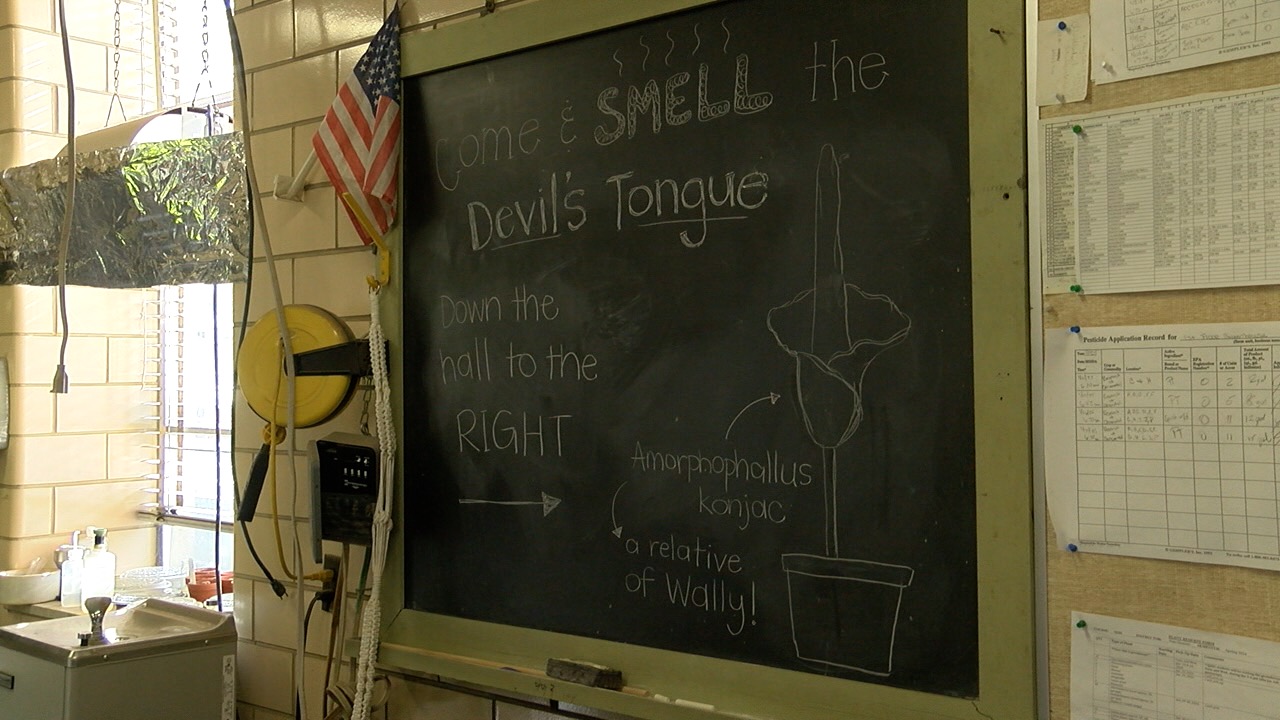 devils tongue 3.jpg
