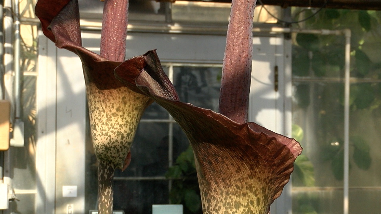 devils tongue 6.jpg