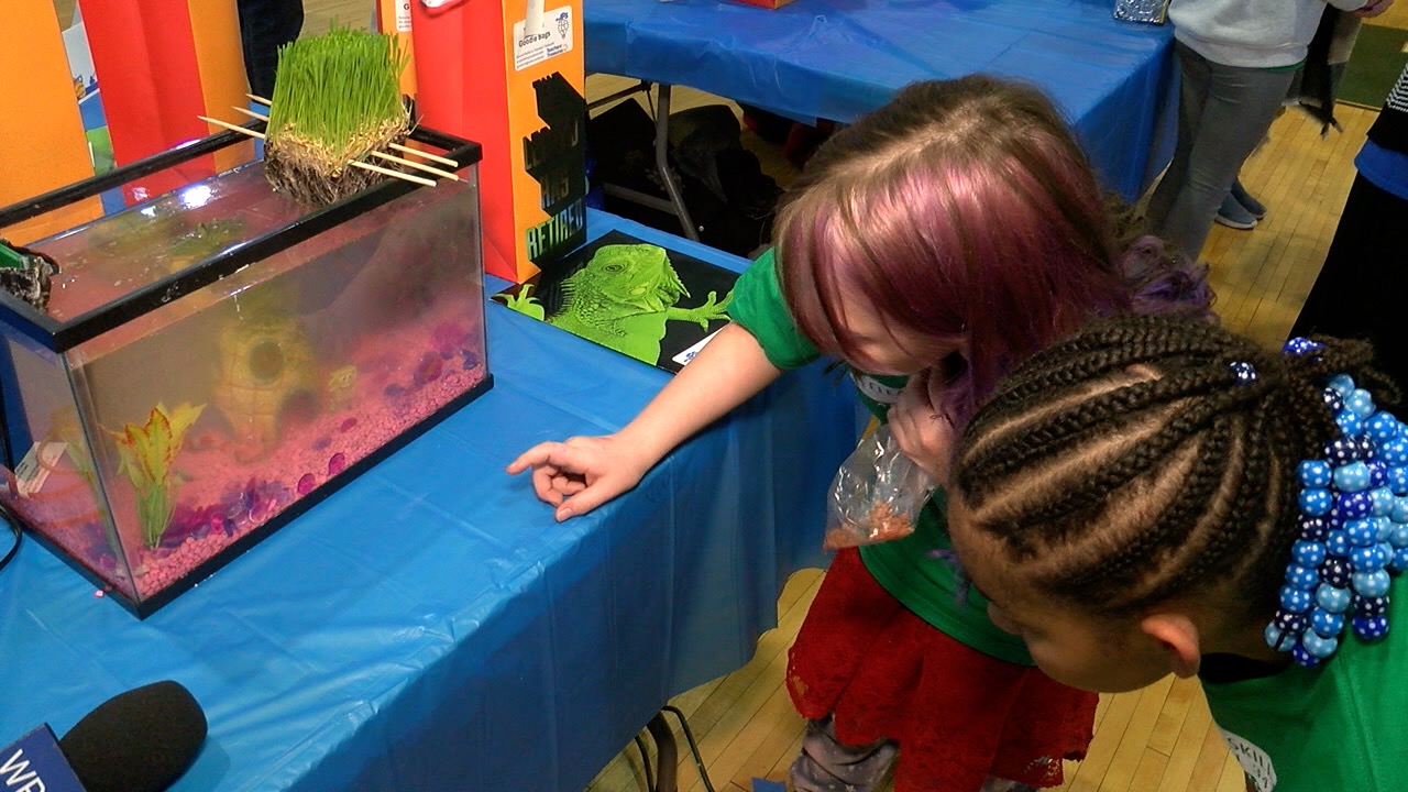 stem innovation fair 2.jpg