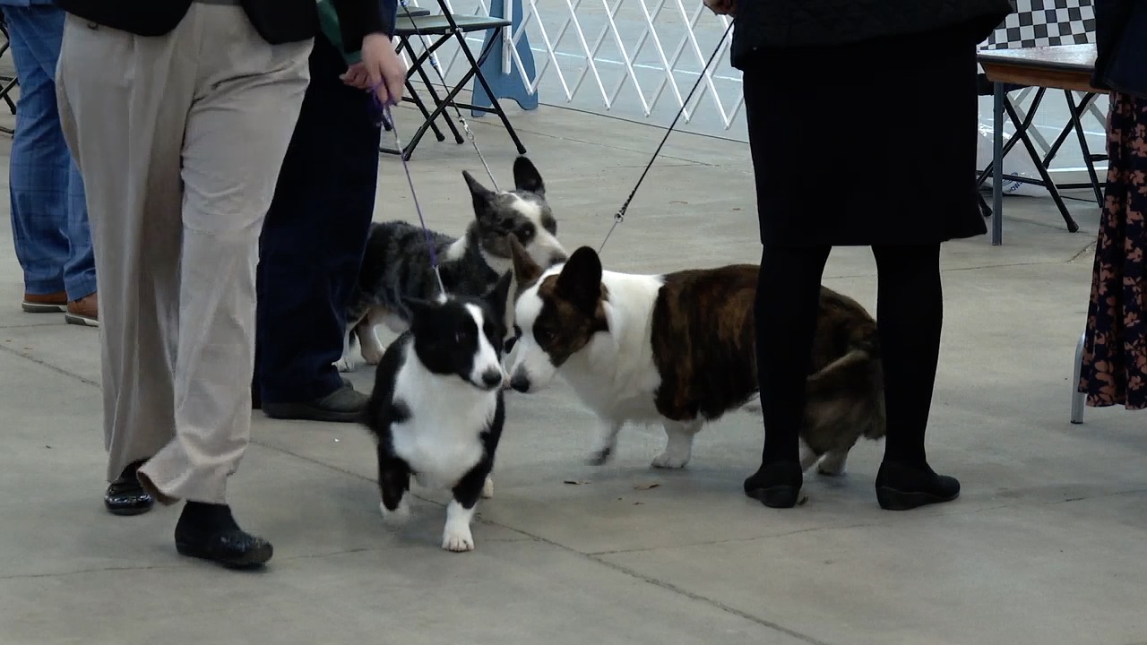 indy winter classic 2.jpg