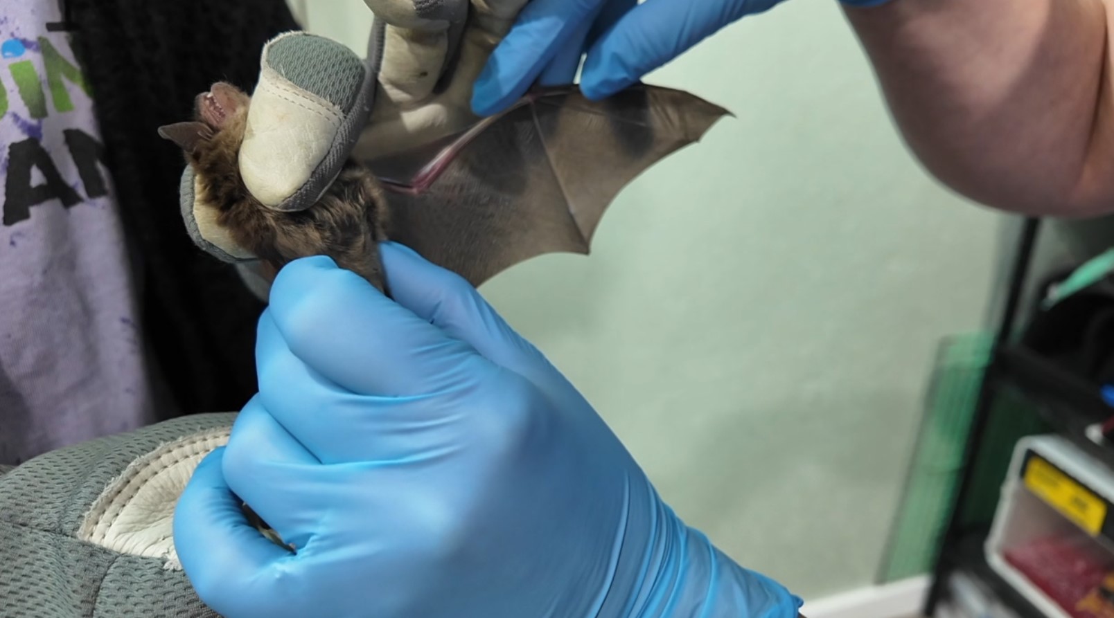 bat.jpg