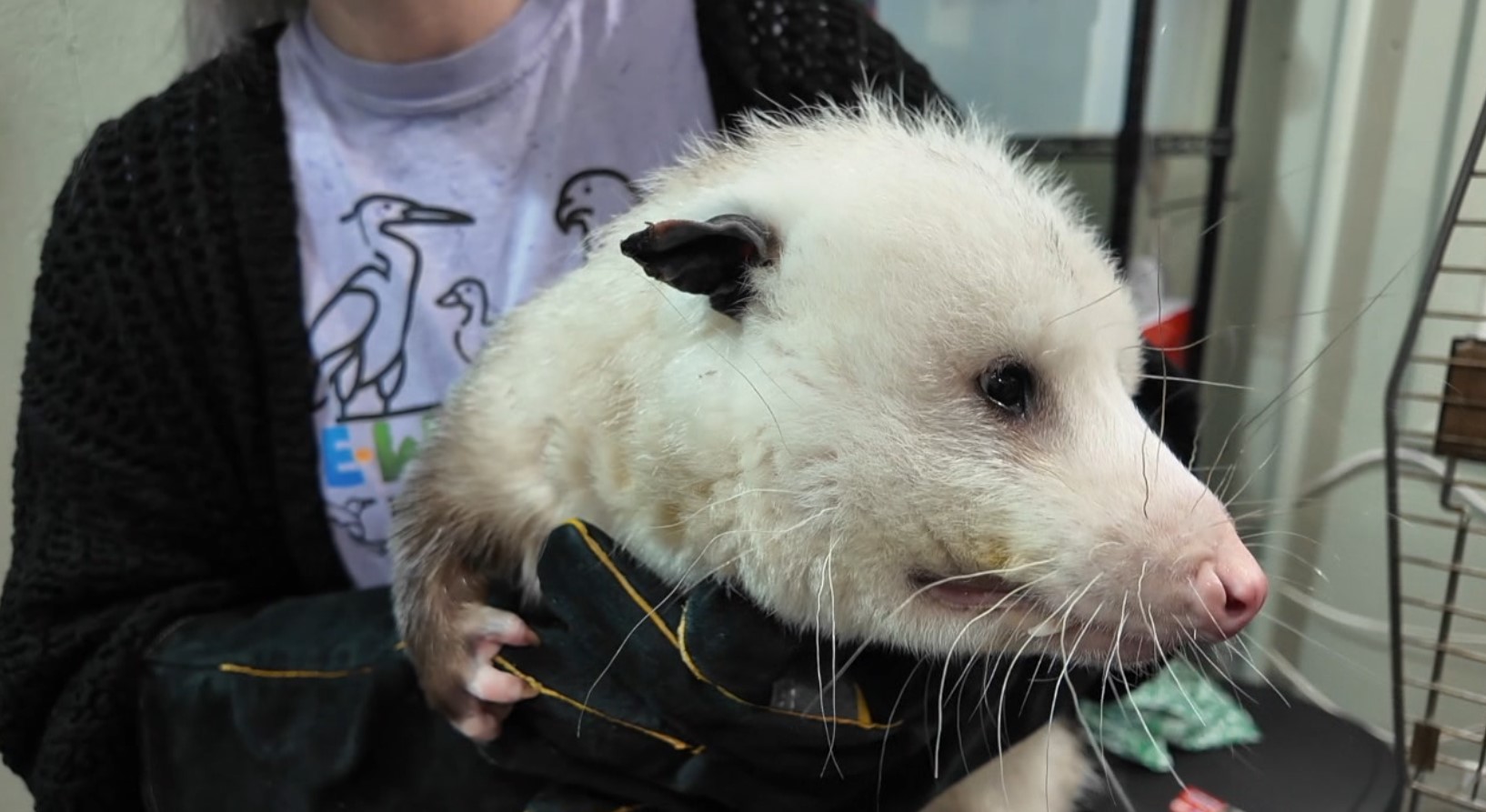 possum .jpg