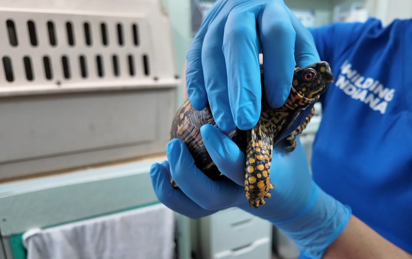 turtle.jpg