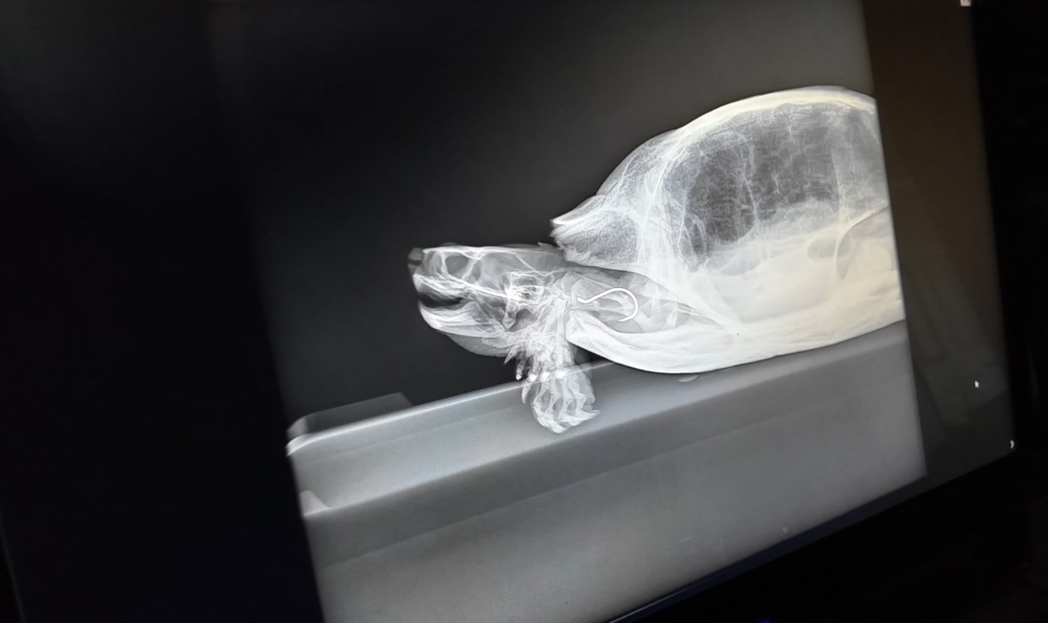 turtle2.jpg
