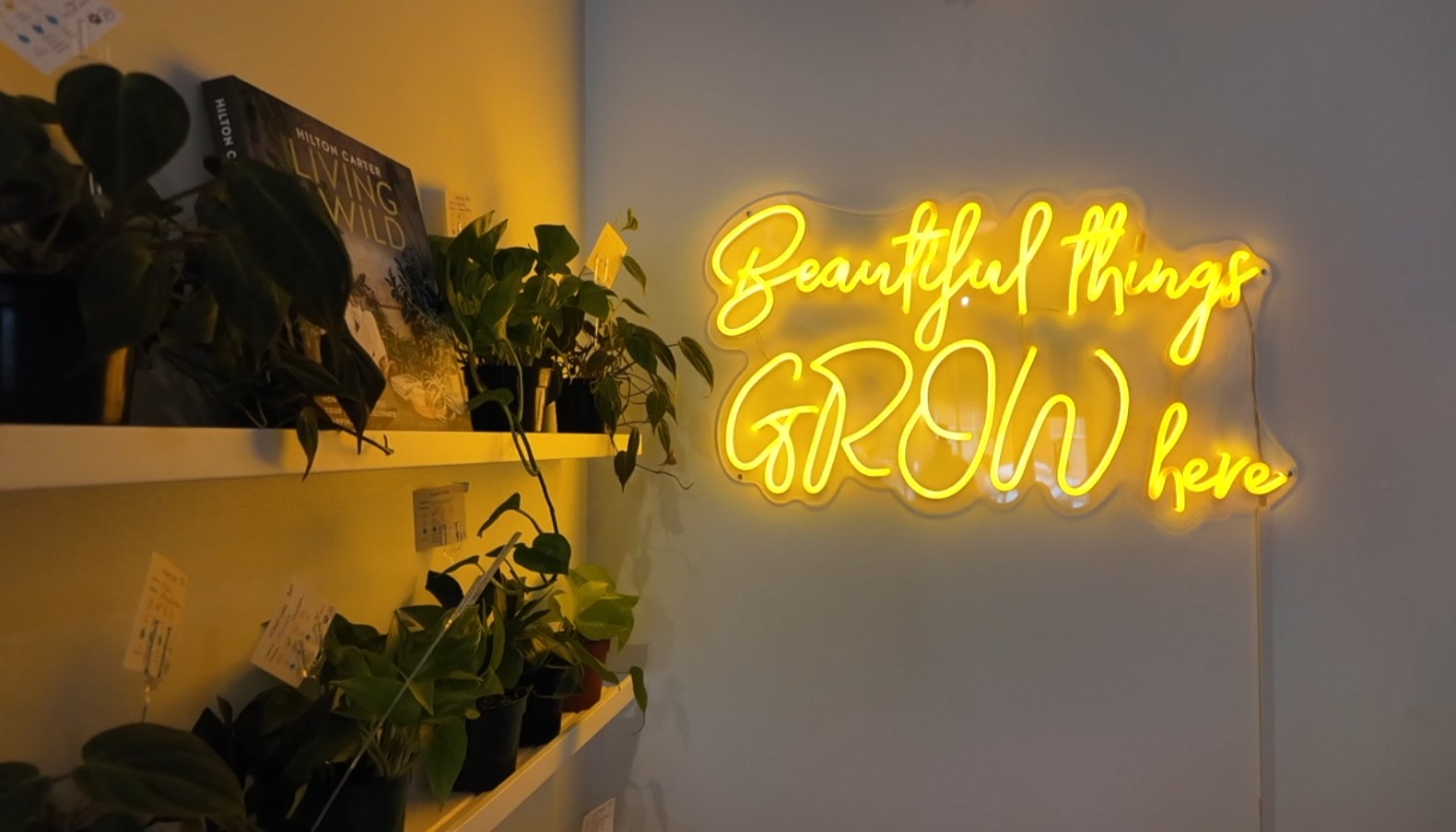 plant2.jpg