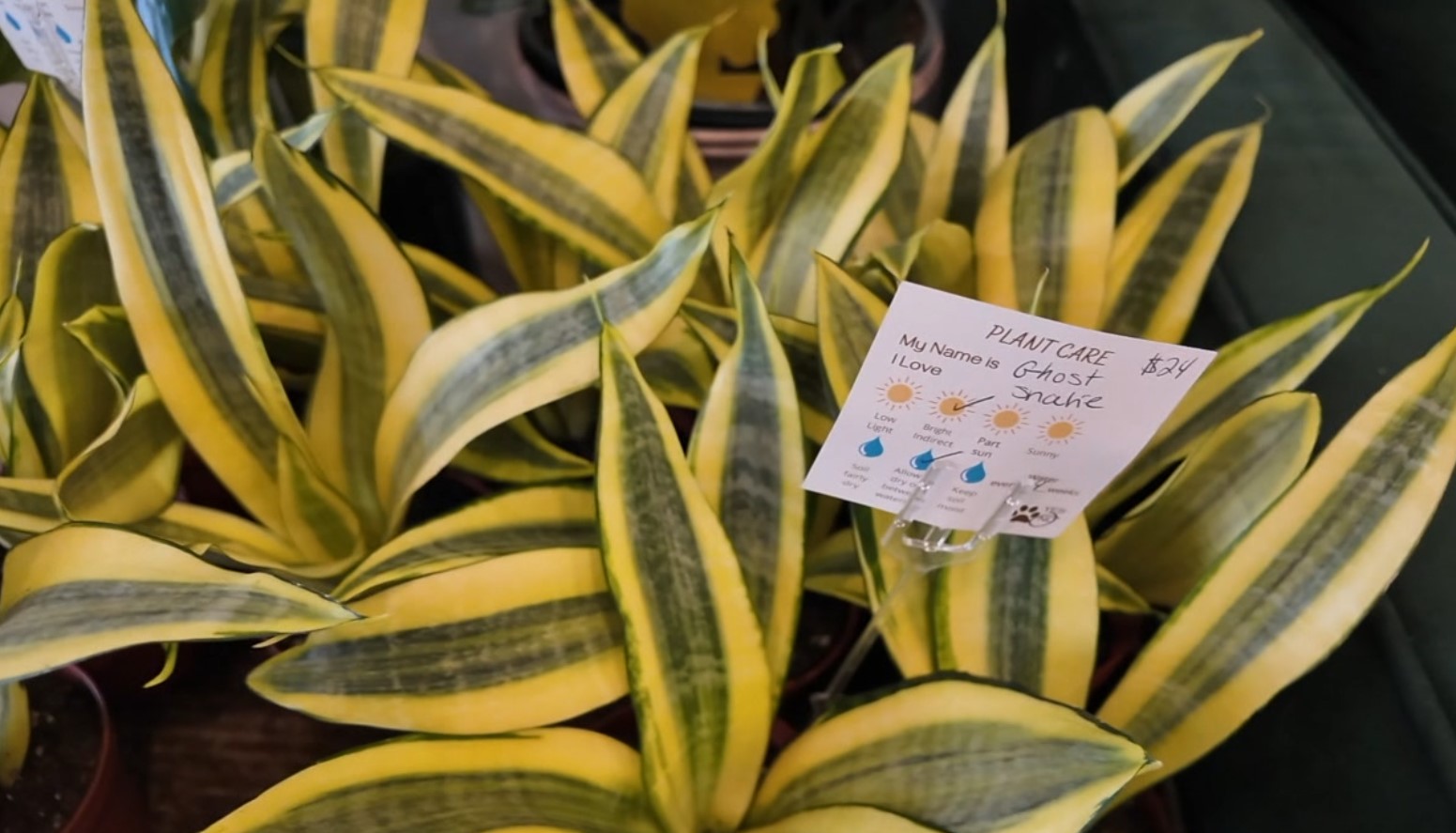 plant3.jpg