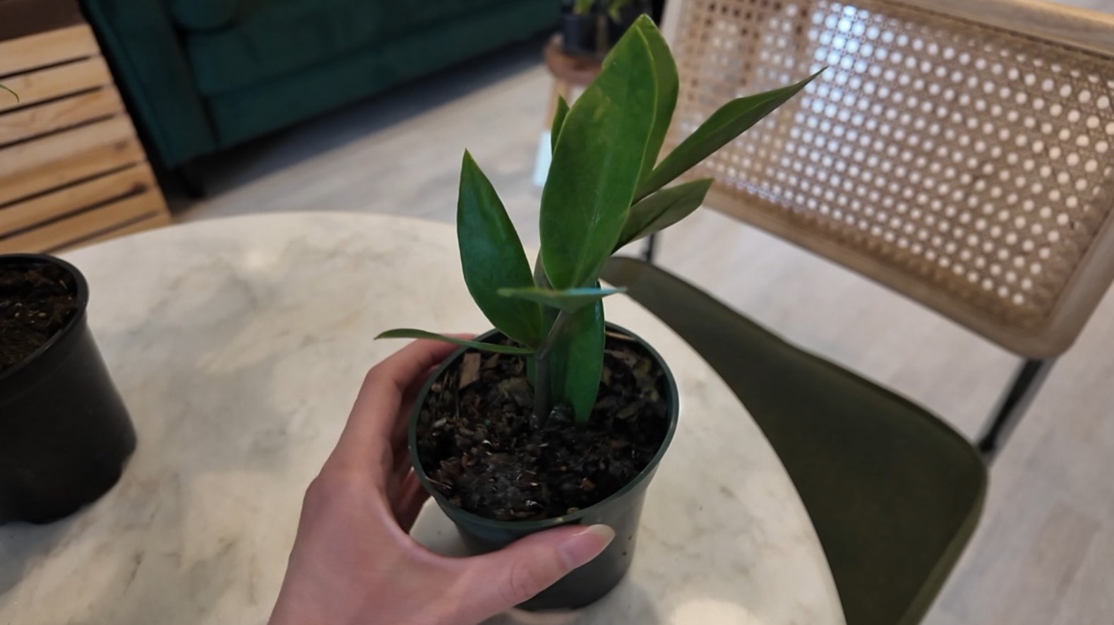 plant5.jpg