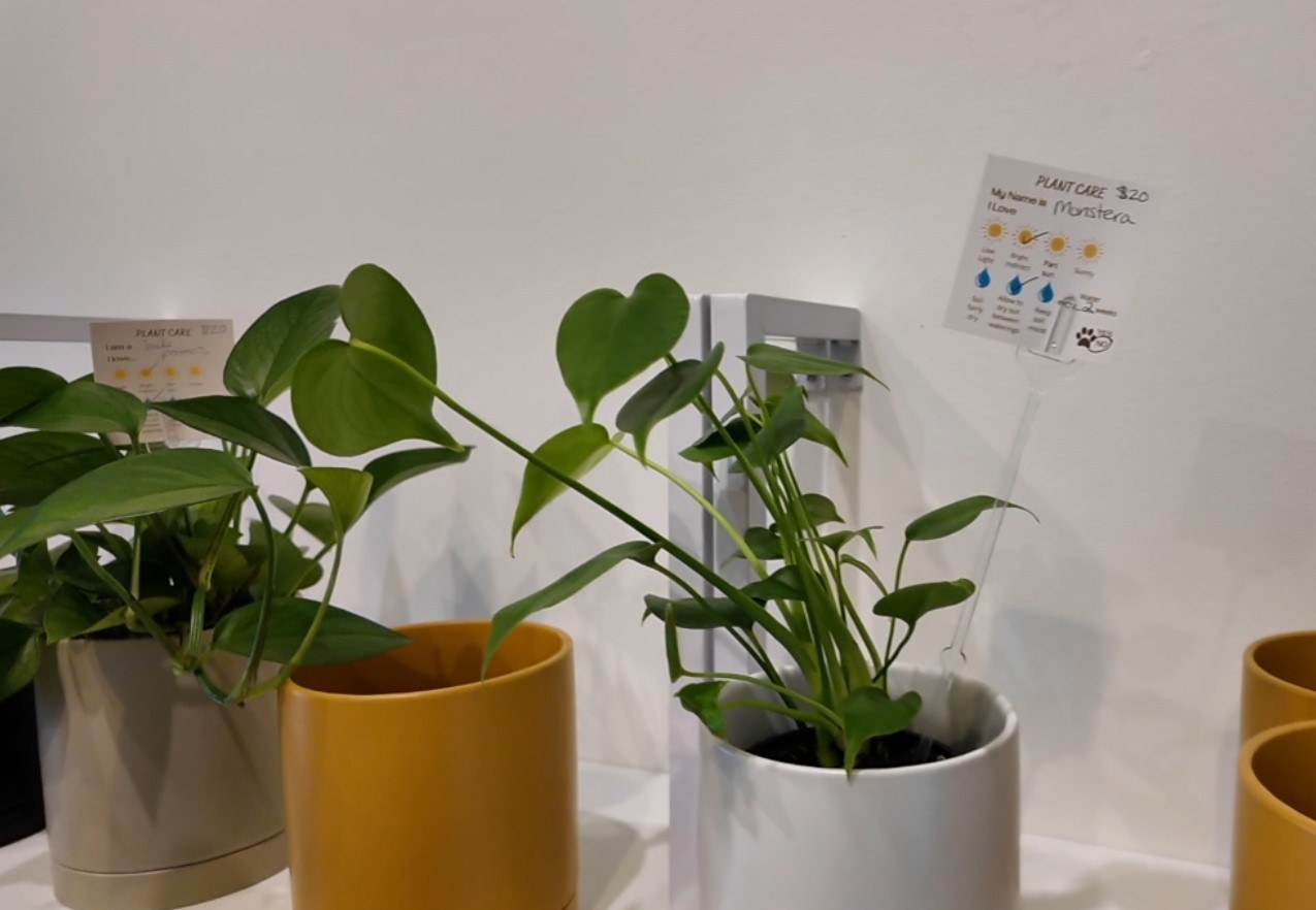 plant6.jpg