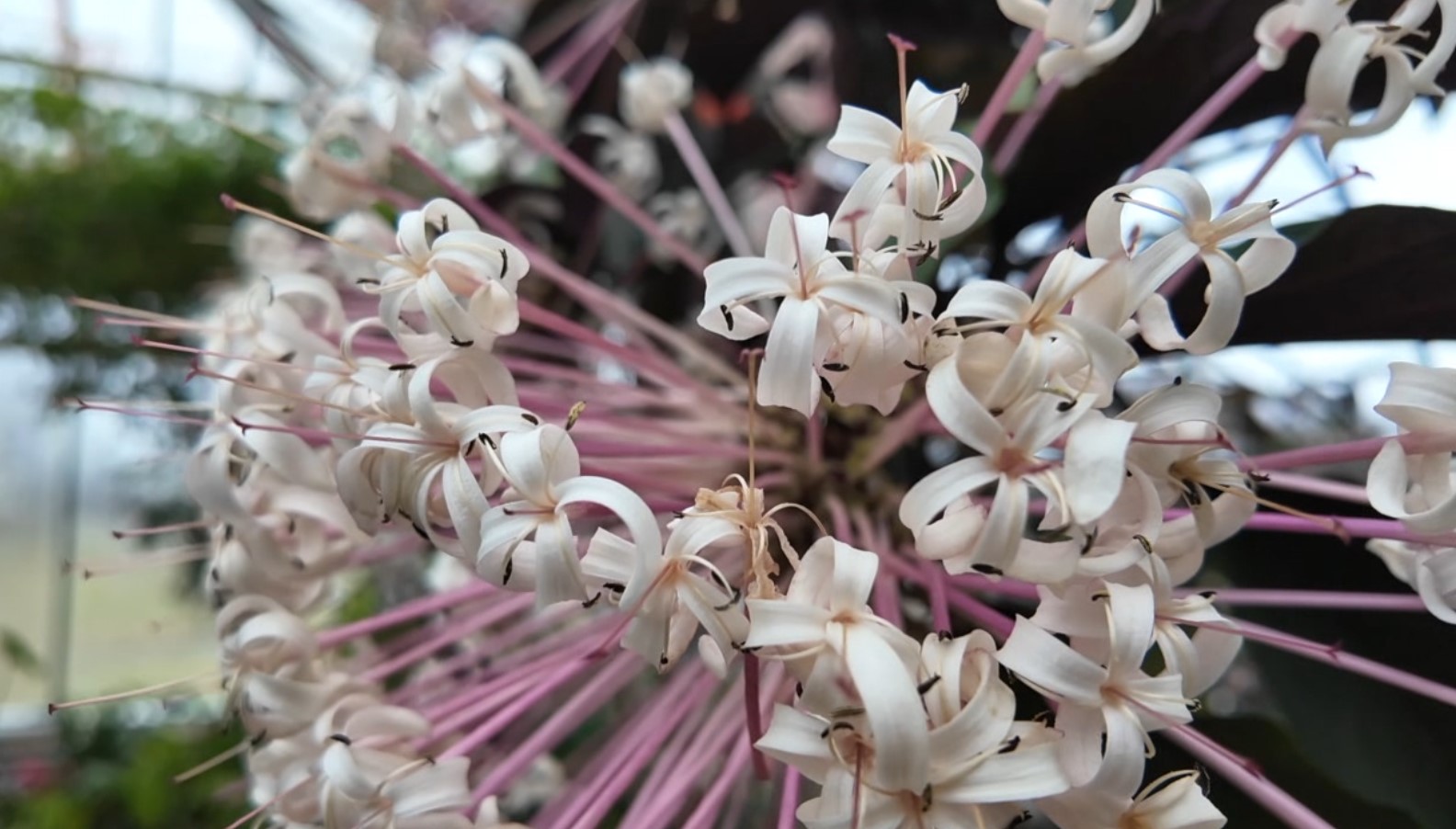 plant9.jpg