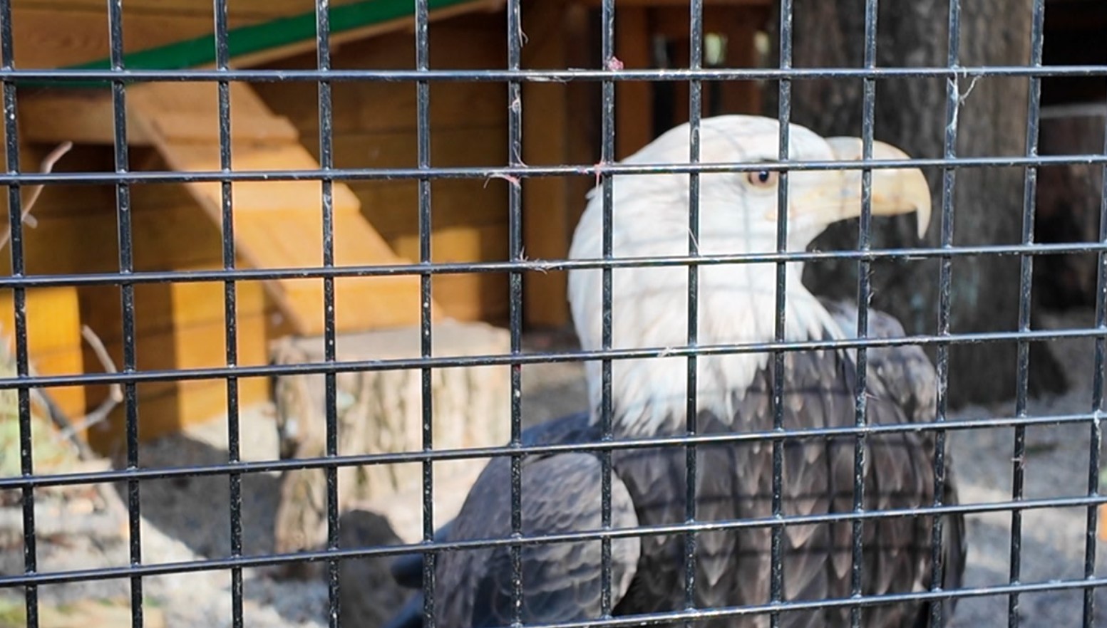 bald eagles4.jpg