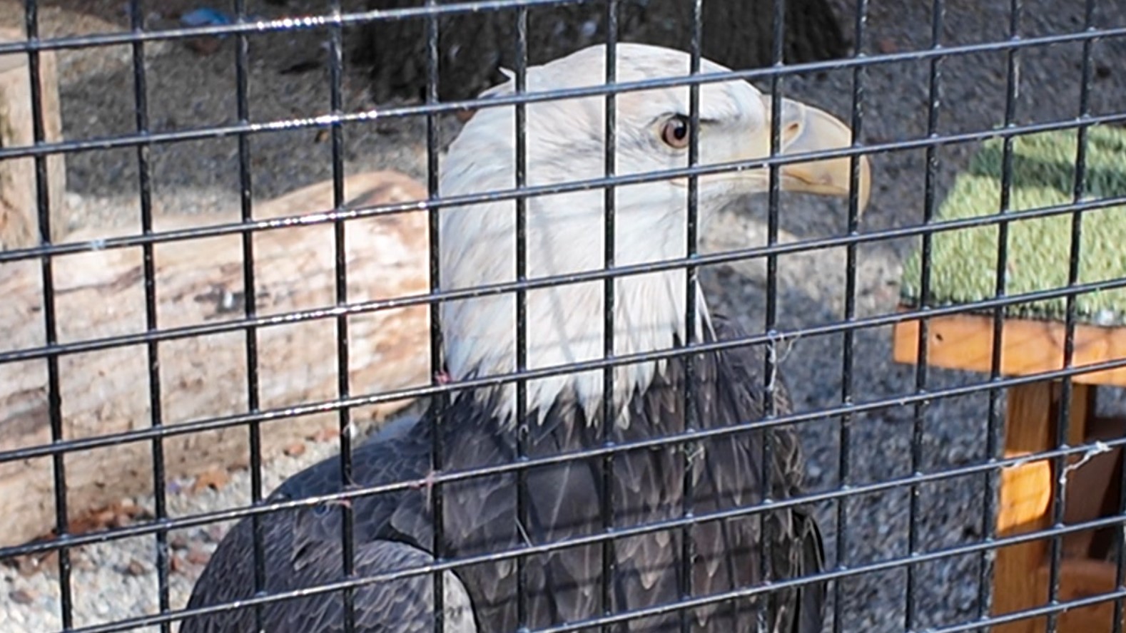 bald eagles7.jpg