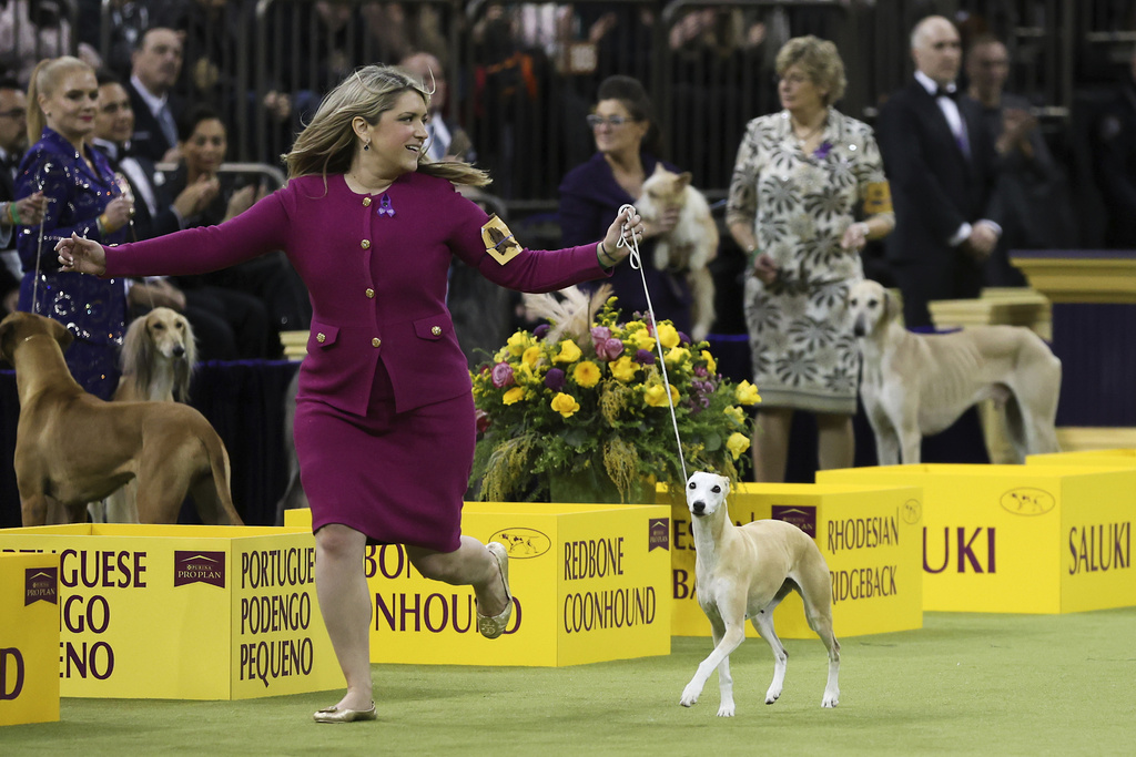 Bourbon, a Whippet dog breed, wins the Hound group during the 149th Westminster Kennel Club Dog show.