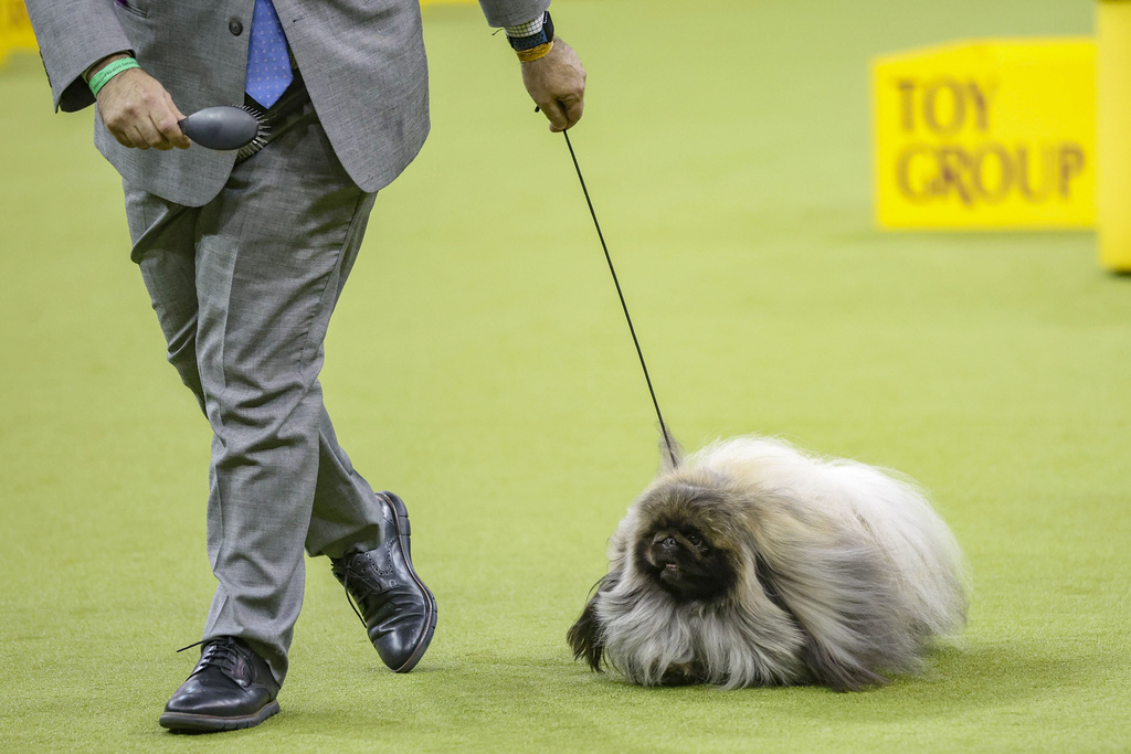 Lumpy, a Pekingese dog, is judged during the 149th Westminster Kennel Club Dog show.