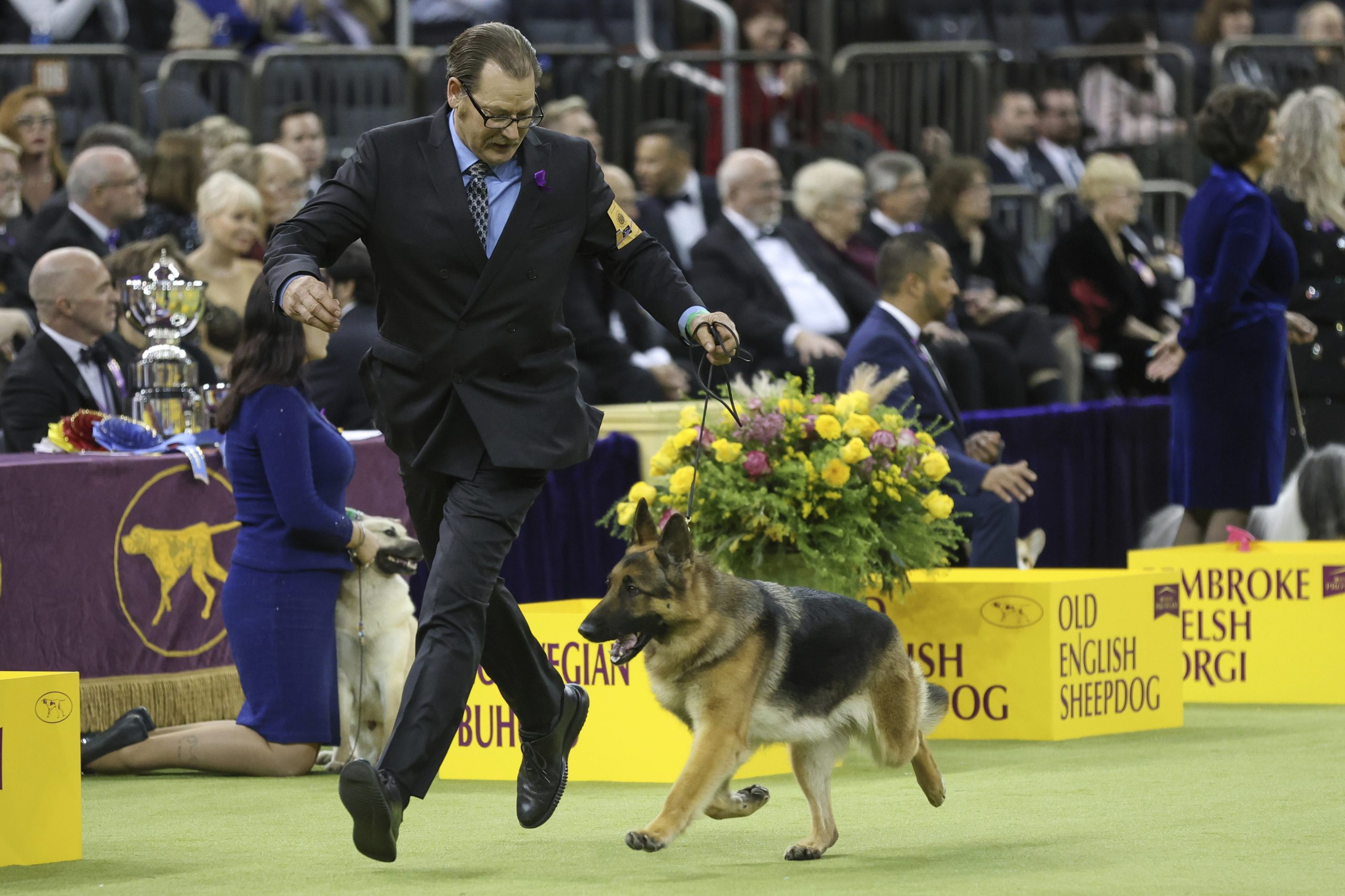 Mercedes, the German Shepherd dog, wins the Herding group during the 149th Westminster Kennel Club Dog show.
