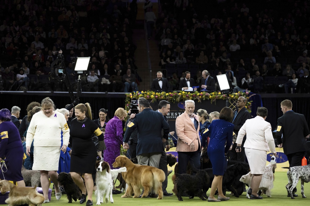 Entrants in the sporting group competition congratulate the group's winner during the 149th Westminster Kennel Club Dog show.