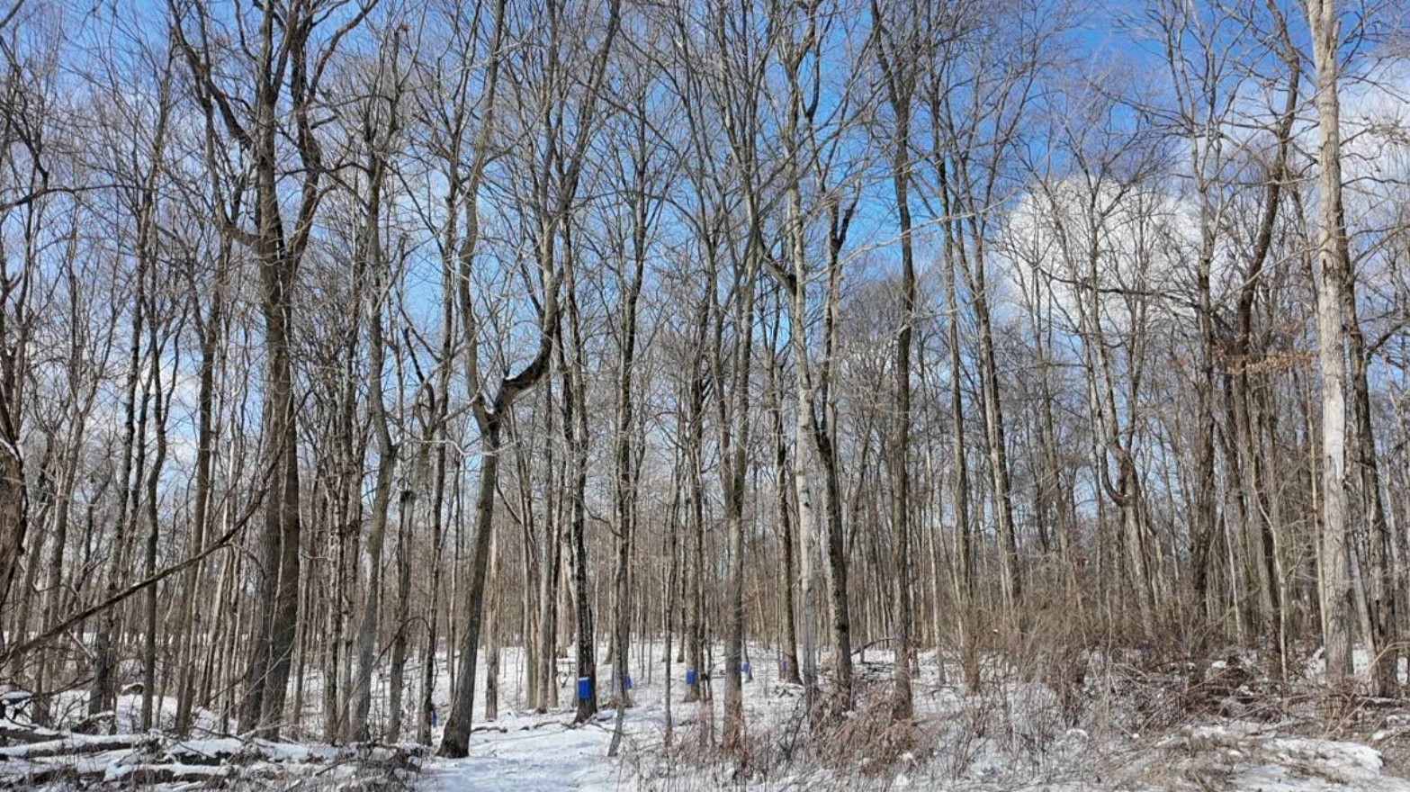 maple trees.jpg