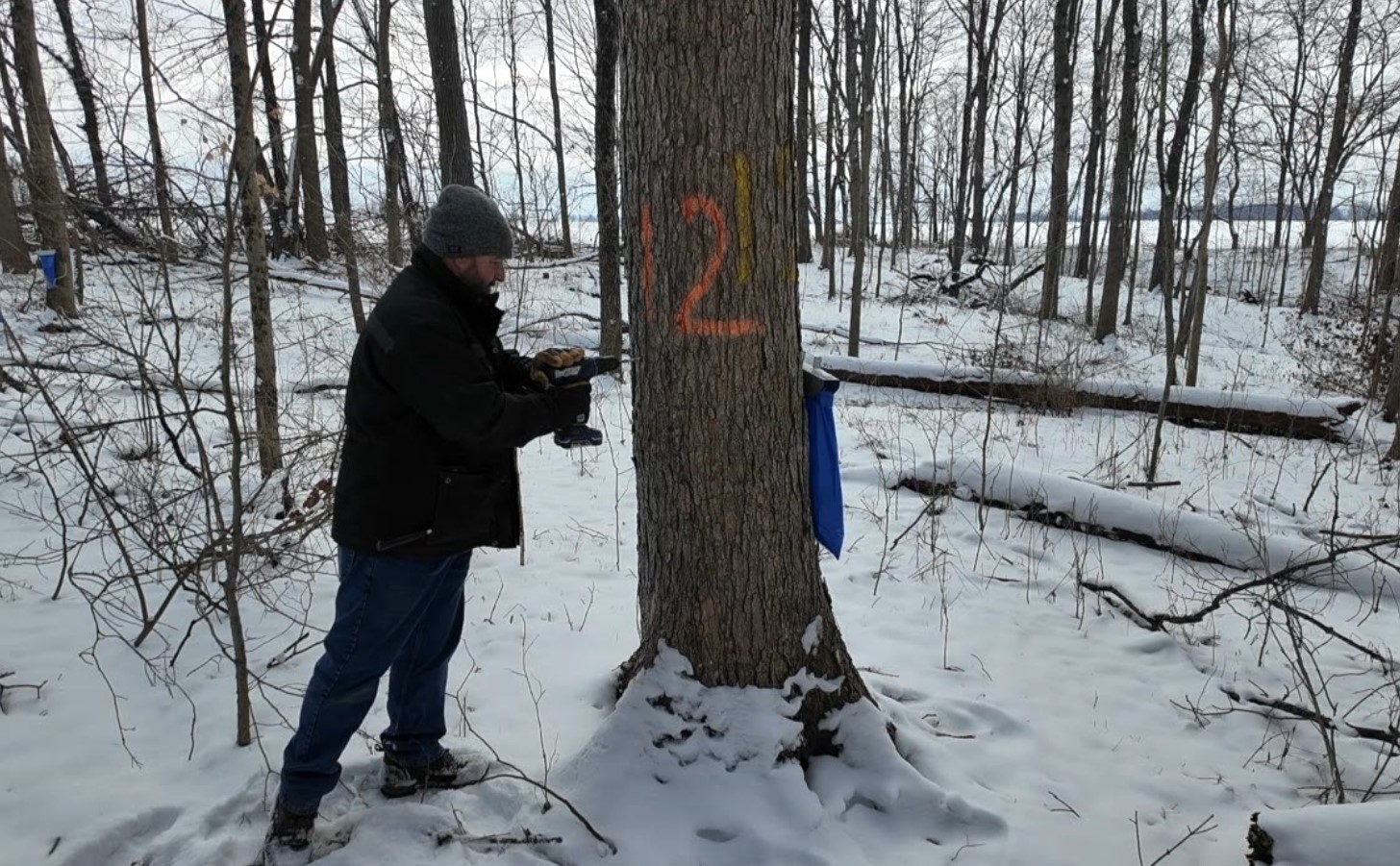 maple trees2.jpg