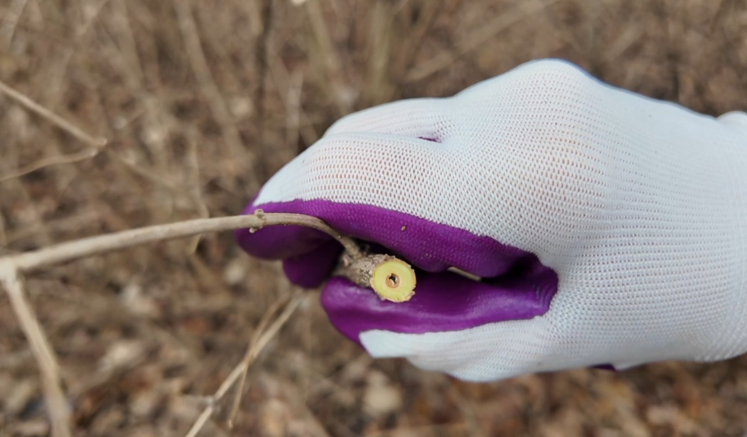 invasive3.jpg