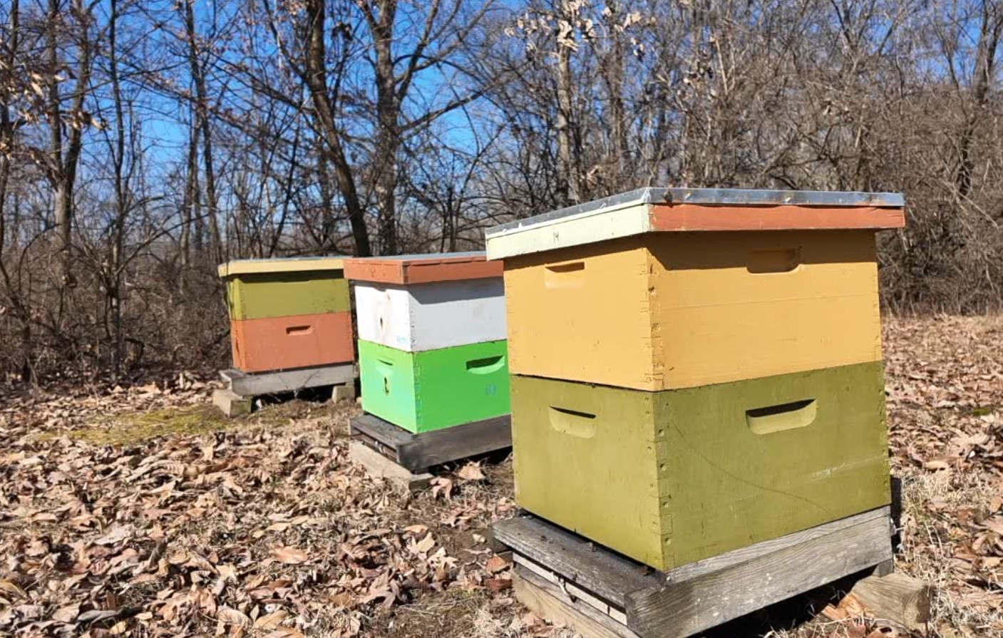 bee2.jpg