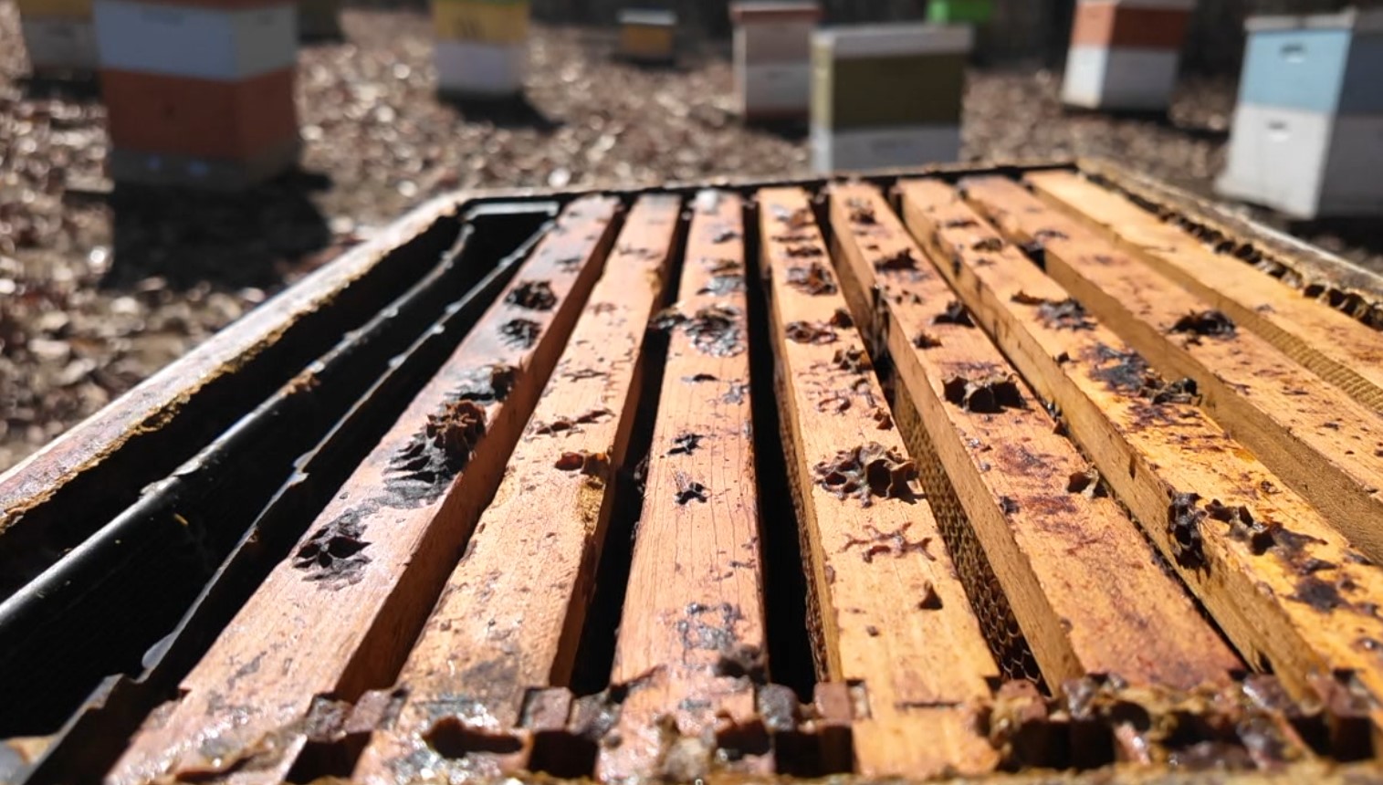 bee4.jpg