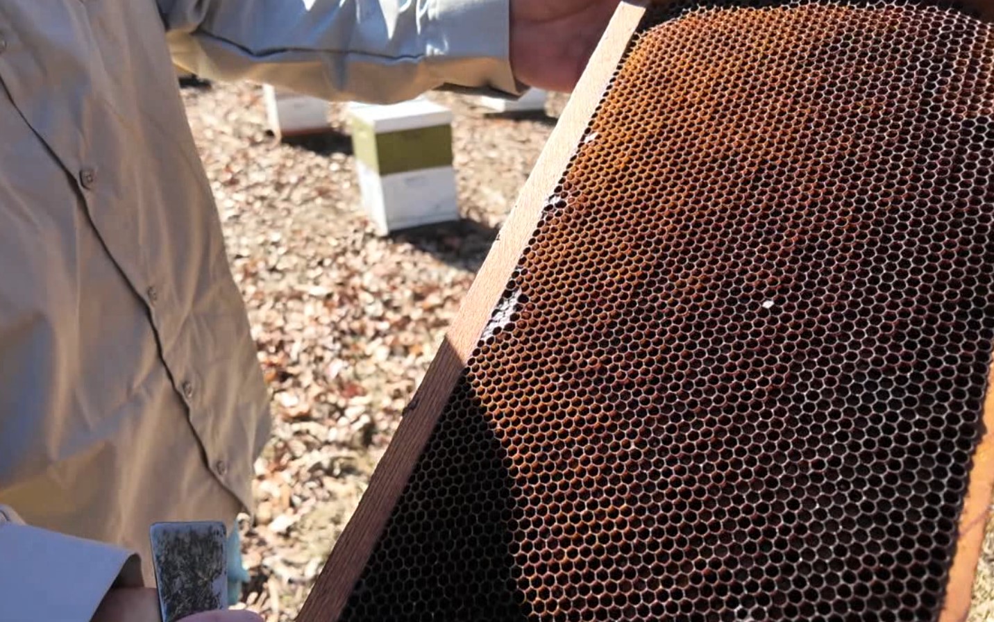 bee5.jpg