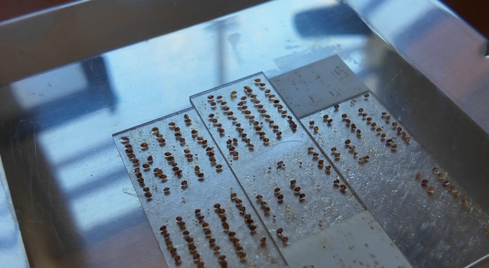 bee6.jpg