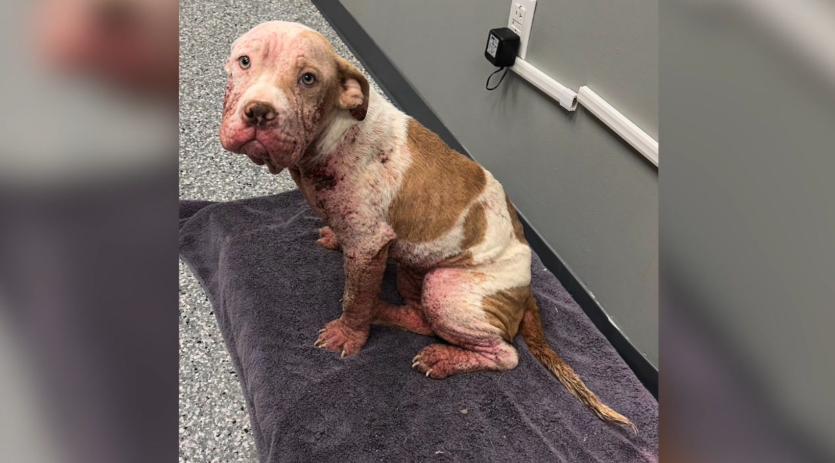 animal shelter2.jpg