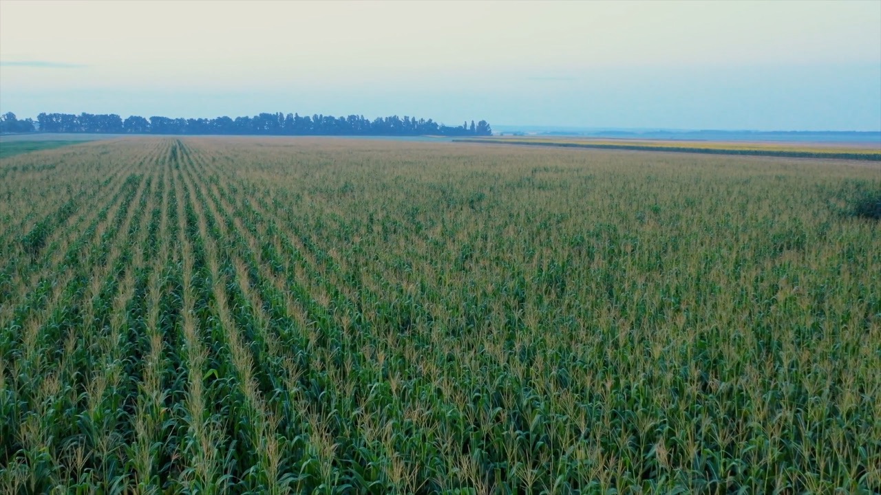 tariff farmer impact pic 1.jpg