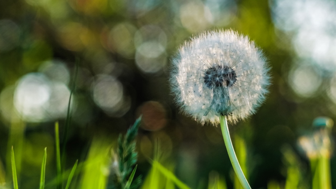 allergy pic 1.jpg