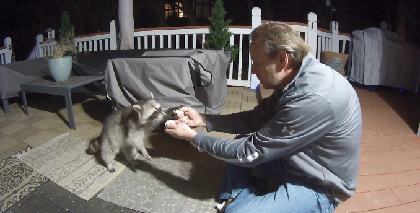 Stephen Kaspar feeding a raccoon.