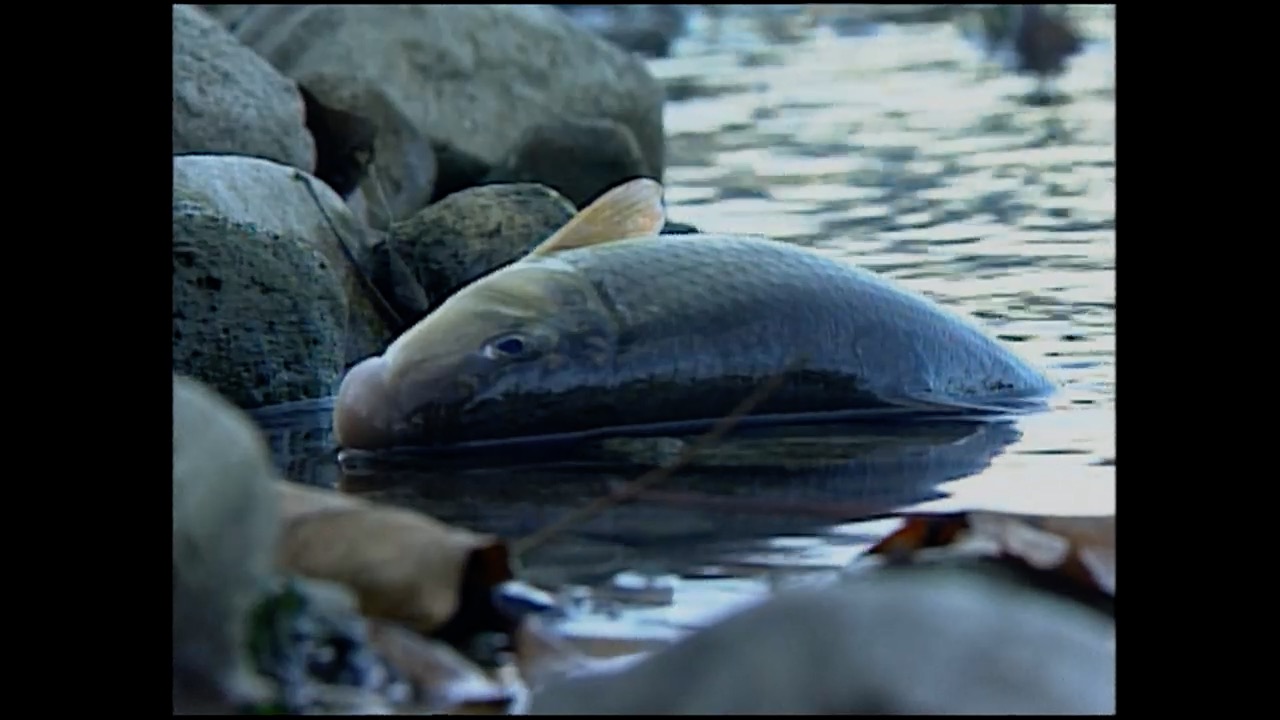 bundy fish 1.jpg