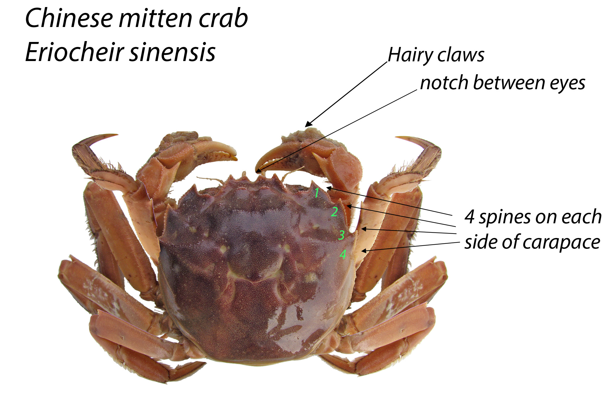 This photo provided by the Oregon Department of Fish and Wildlife shows how to identify a Chinese mitten crab.