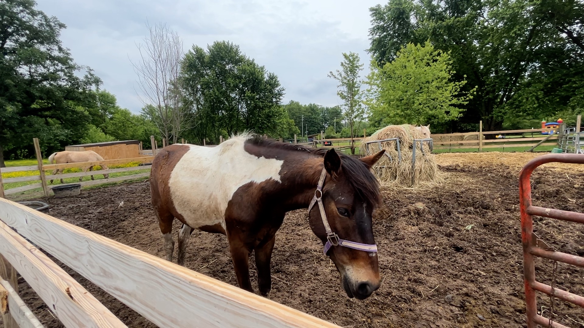 Broganville Farm pic 2.jpg