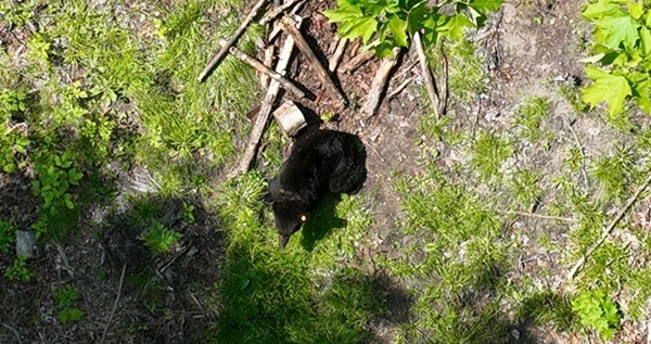 feature-free-at-last-bear-with-lid-removed-600x317_original.jpg