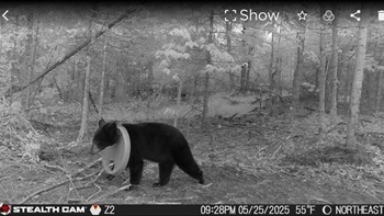 trail-camera-350_original.jpg
