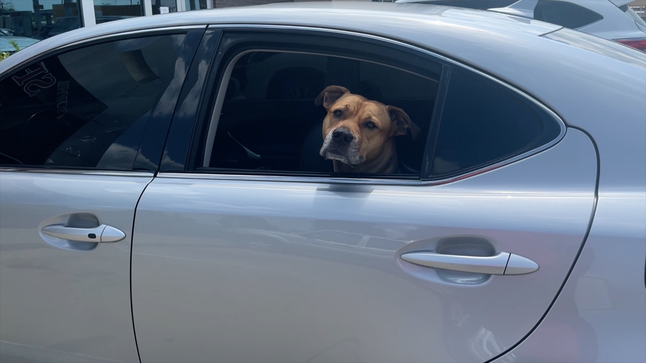 dog in hot car.jpg