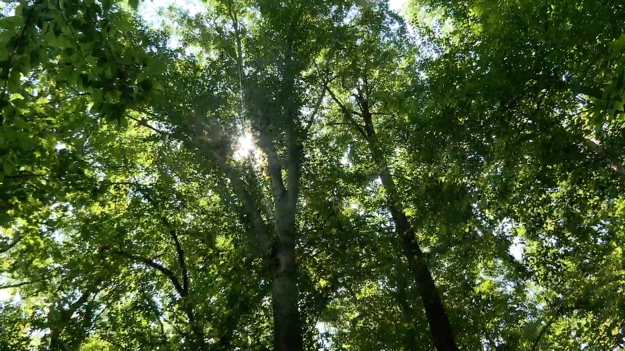 urban forest 1.jpg