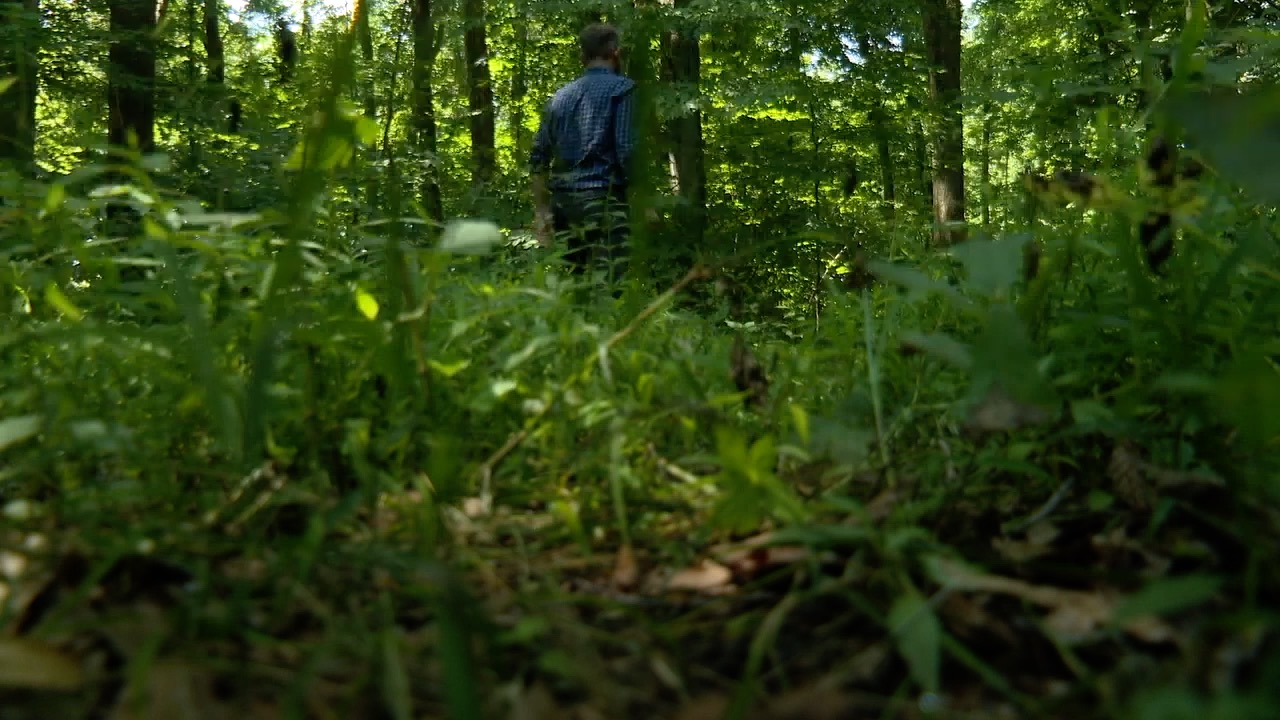 urban forest 2.jpg