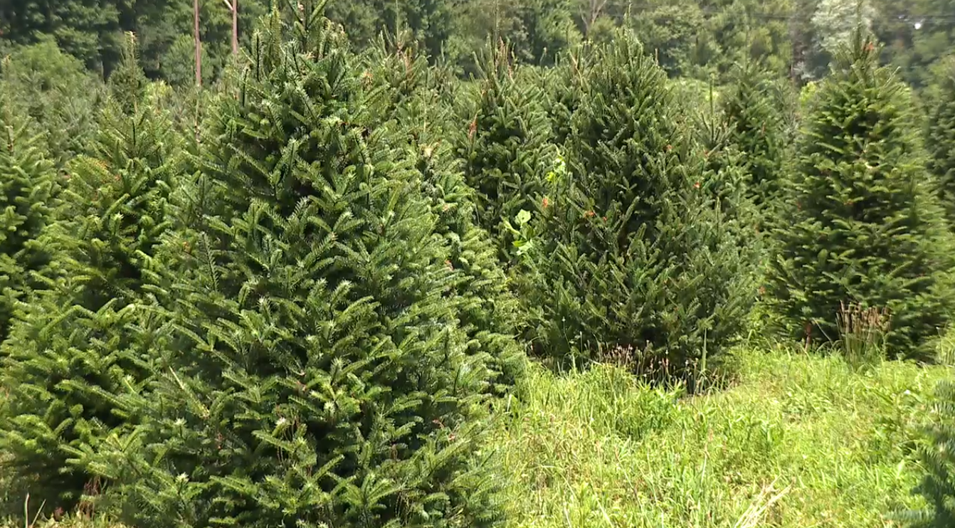 Trees.png
