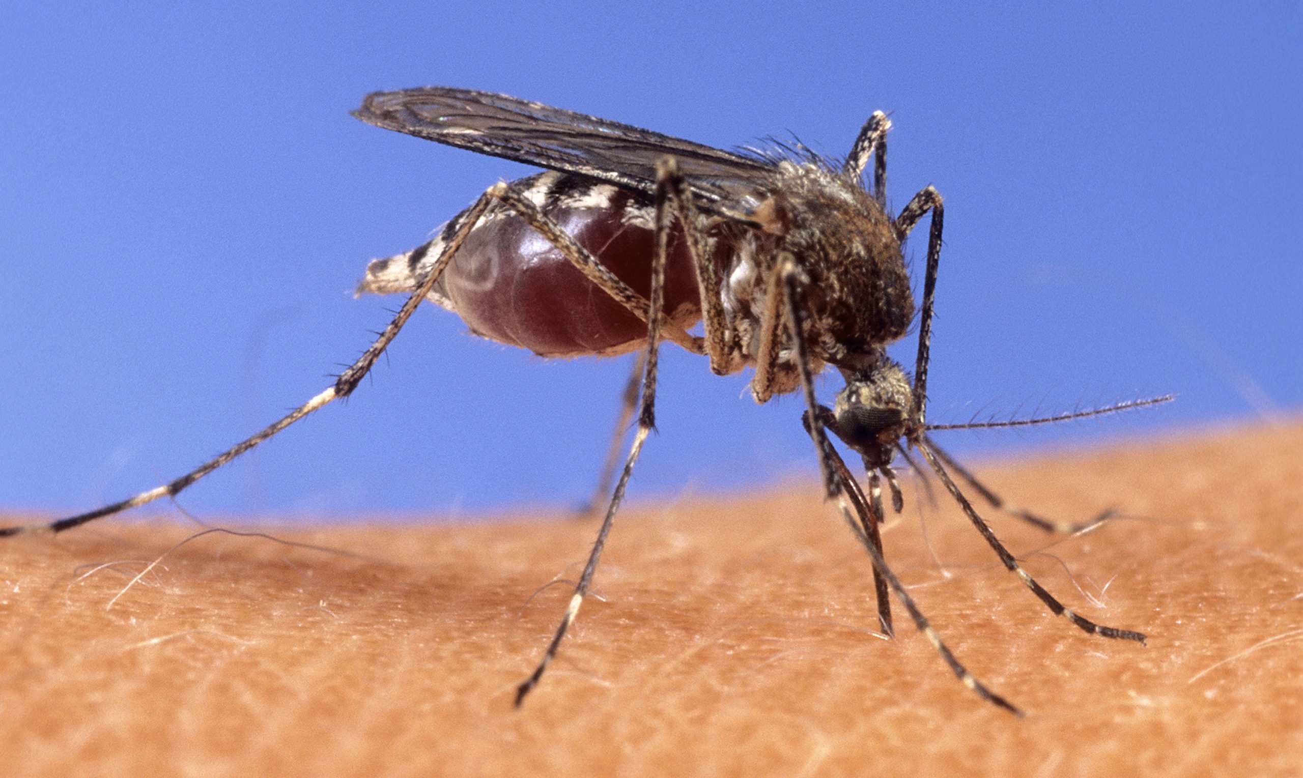 mosquitos